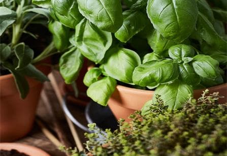 Indoor Garten – Gemüse anbauen in der Wohnung | Frisch Gekocht