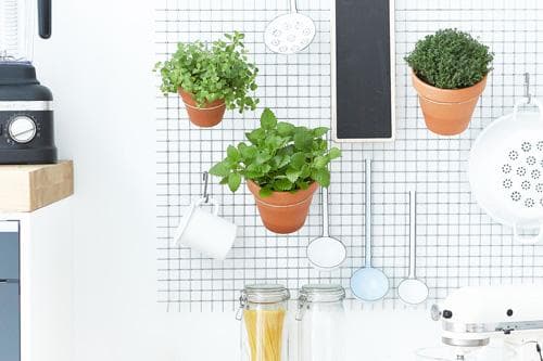 Indoor Garten – Gemüse anbauen in der Wohnung | Frisch Gekocht